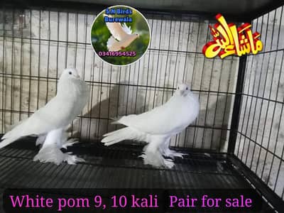 Fancy pigions,jermun Lahori,sexon Swello, Danish,white fril, megpai