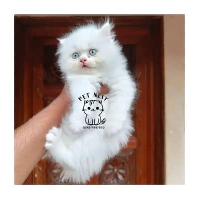 Persian triple coated punch face kitten available for sale
