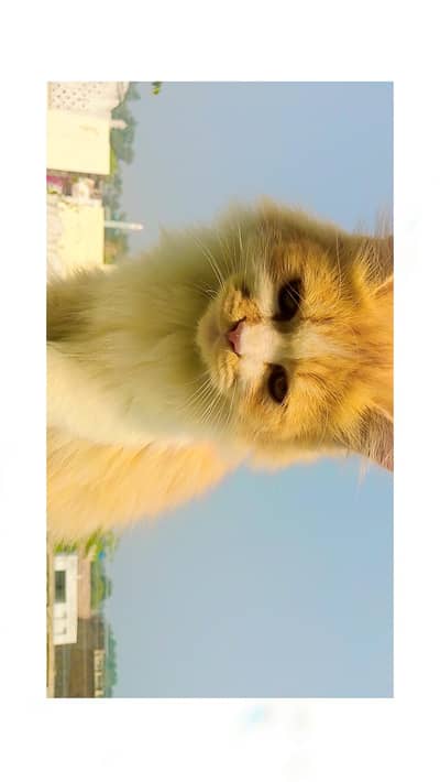 male for sale urgently