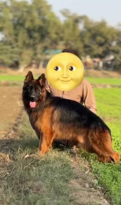 imported blood line pedegree male available for stud