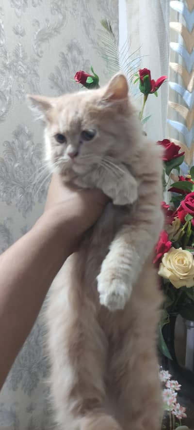 Punch face Persian Kitten