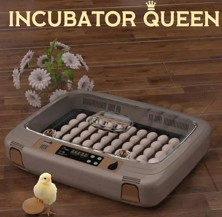 Parrots Eggs incubator | Hatching machine | automictic incubator