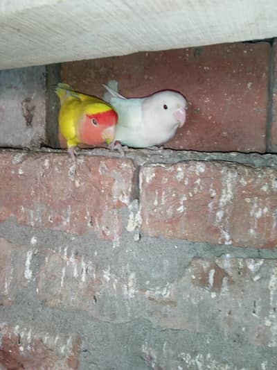 breeder pairs for sale