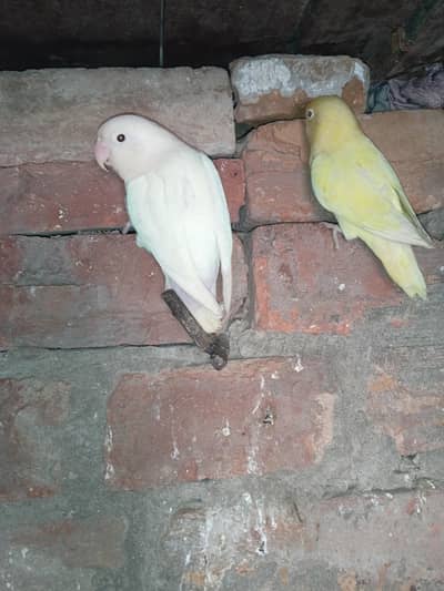 breeder pairs for sale