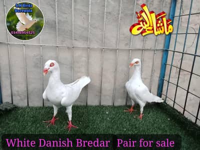 Fancy pigeons/Kabuter/pouter /white Fril//Danish/jermun Lahori sherazi