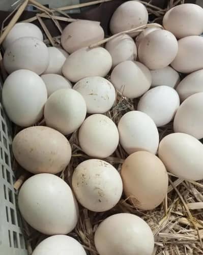 Fresh organic eggs for sale