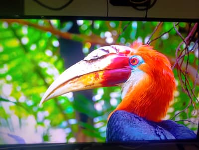 TCL 40" Android Smart LED S6500 (All accessories + Box)