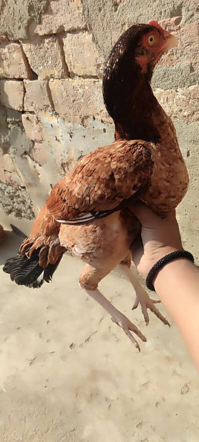 aseel amrhoa madi high quality