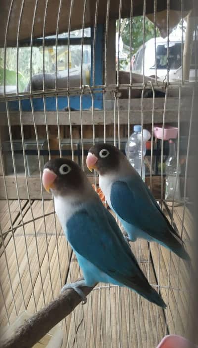 Love Bird Pair