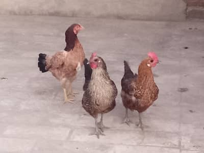 04 مرغیاں  فار سیل