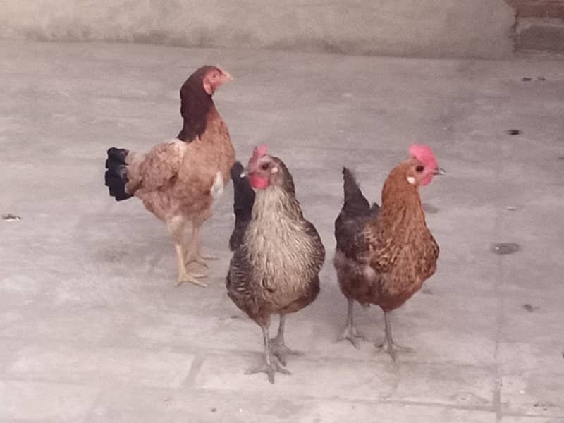 04 مرغیاں  فار سیل 0