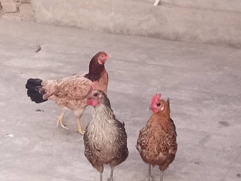 04 مرغیاں  فار سیل 1