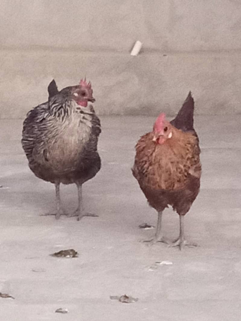 04 مرغیاں  فار سیل 3