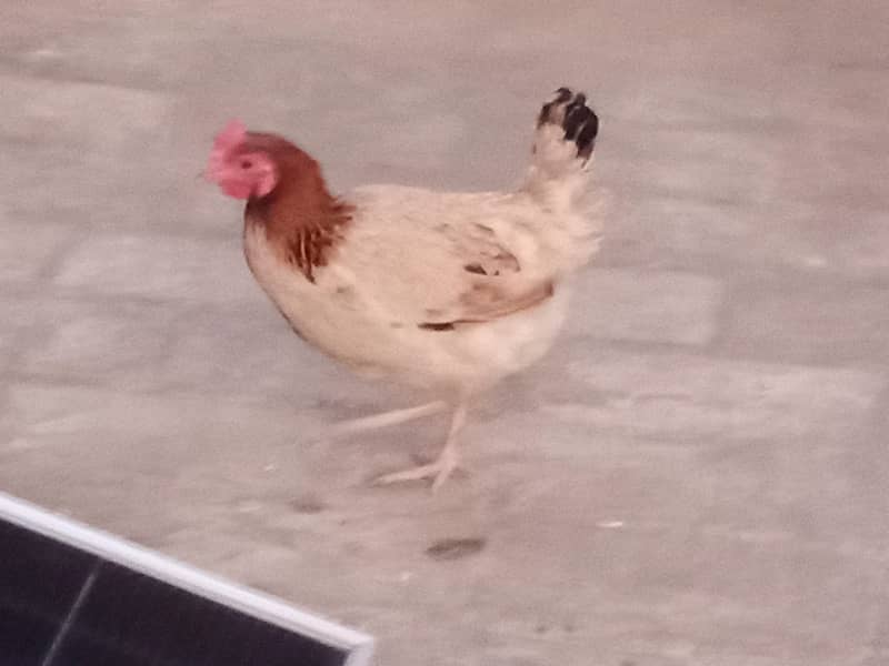 04 مرغیاں  فار سیل 4