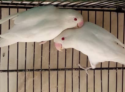 breeder pairs with eggs and 1self hick read ful ad 4detailse