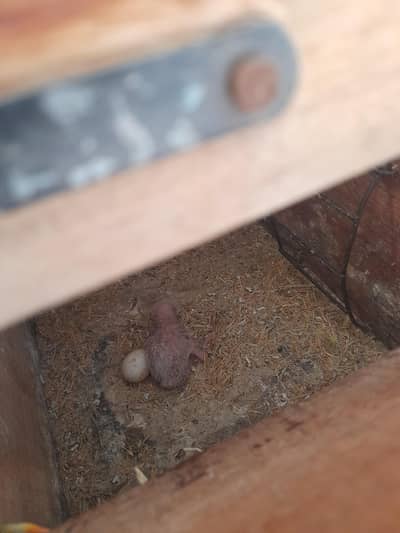 love birds 7 pair sale with 2 extra java pair 03453529718