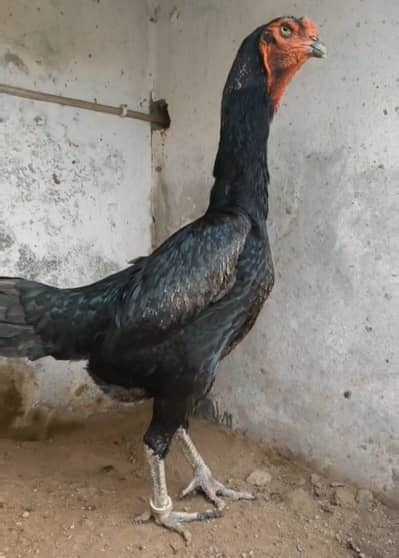 German Kng Shamu pathian