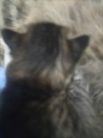 Jis bhai ko chahie vah Hi Rasta Karen 03224728525