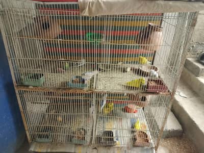 Budgie Breeding Cage With 6 Active Pairs & Chicks for Sale