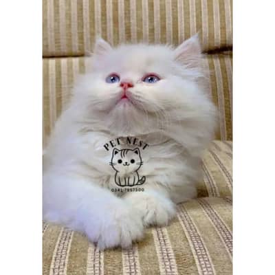Persian triple coated punch face kitten available for sale