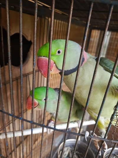 Sunconure and Alexandrine Raw parrot breeding pairs