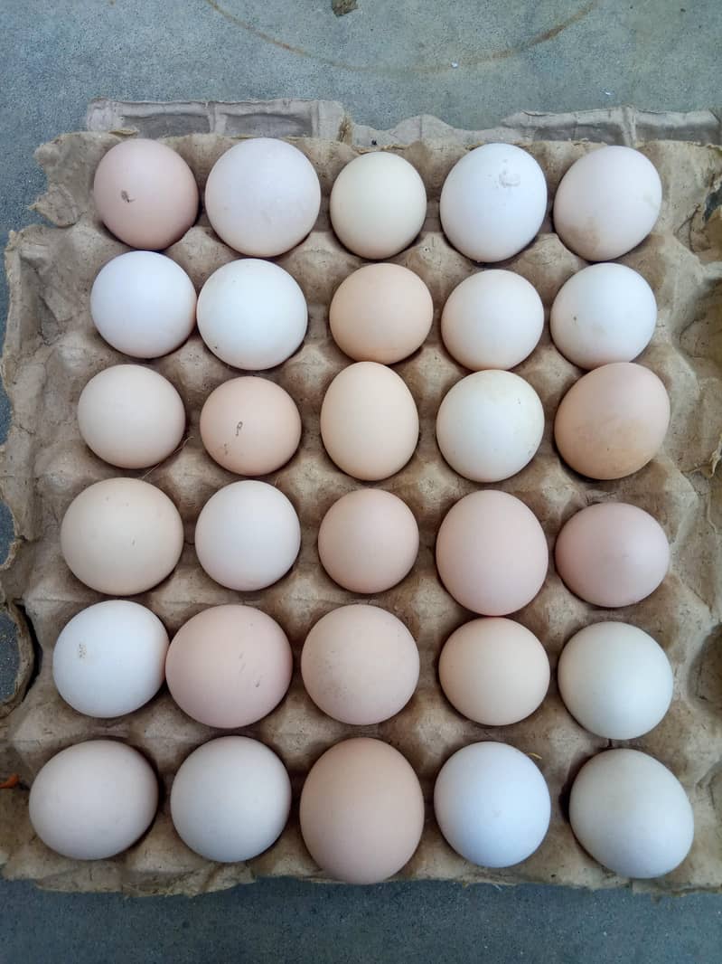 Desi eggs 0
