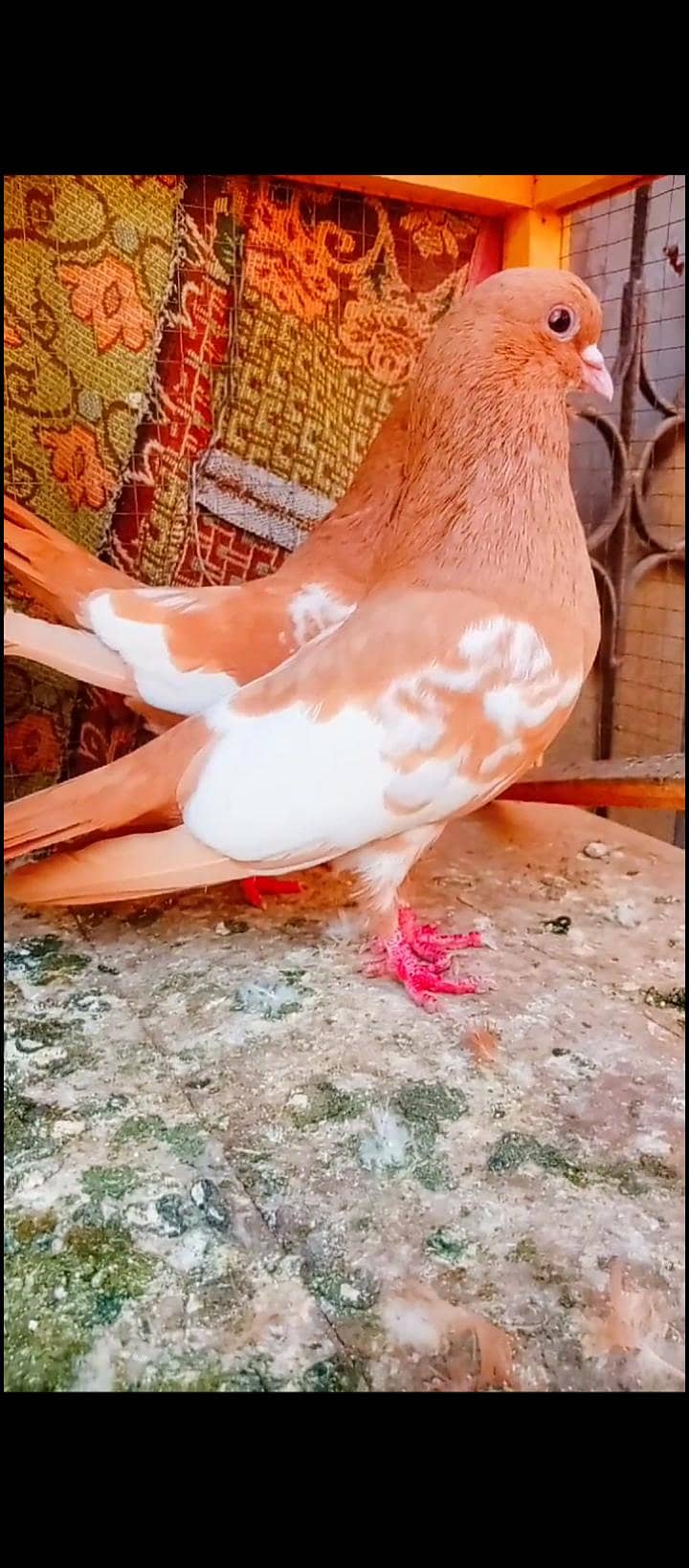 zard khaal guldar breeder pair kabotar pigeons khal - Pigeons - 1108944210