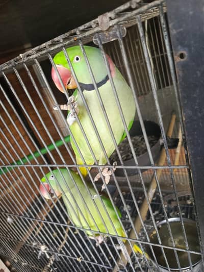Sunconure and Alexandrine Raw Parrot Breeding Pair