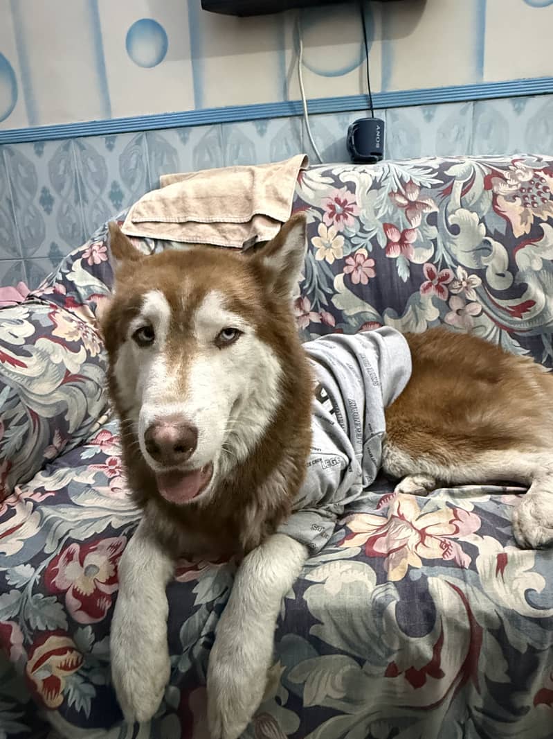 Husky 0