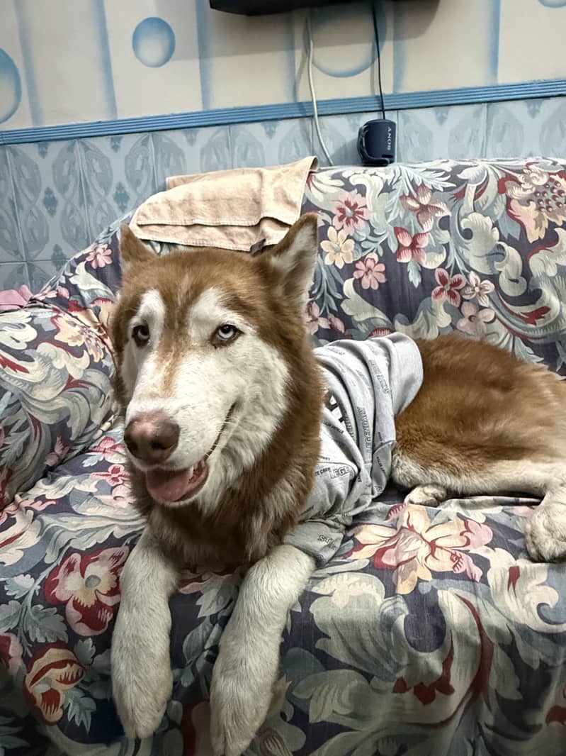 Husky 1