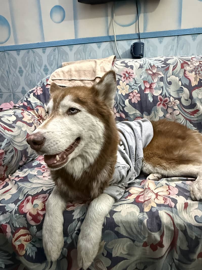 Husky 2