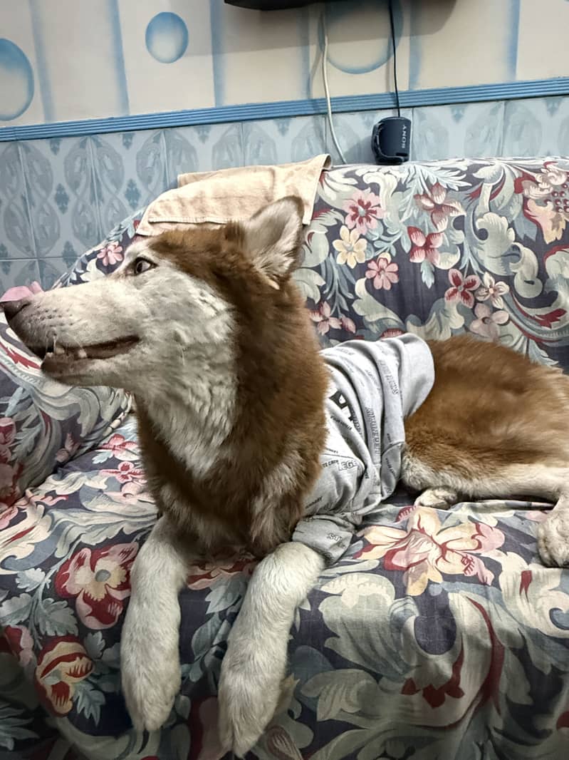 Husky 3
