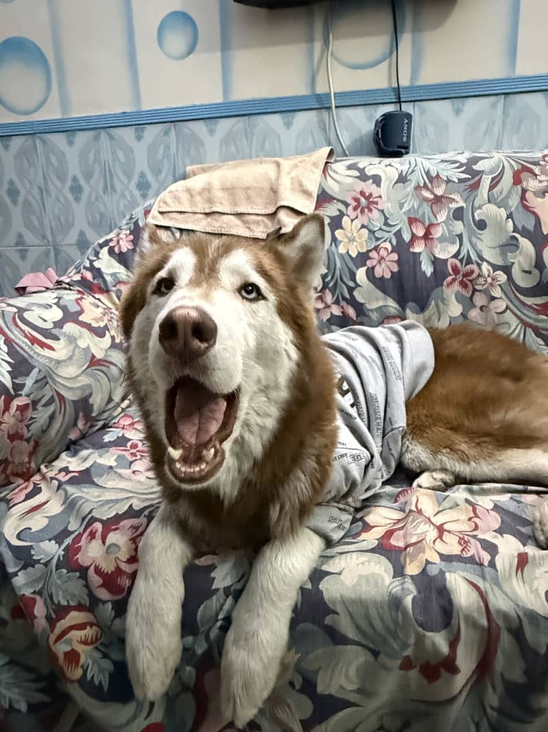Husky 4