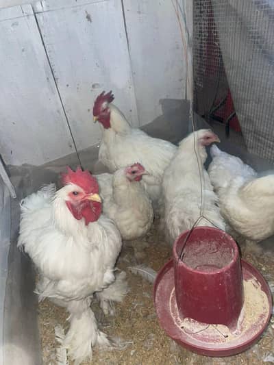 white heavy cochine 2 + 3 set available