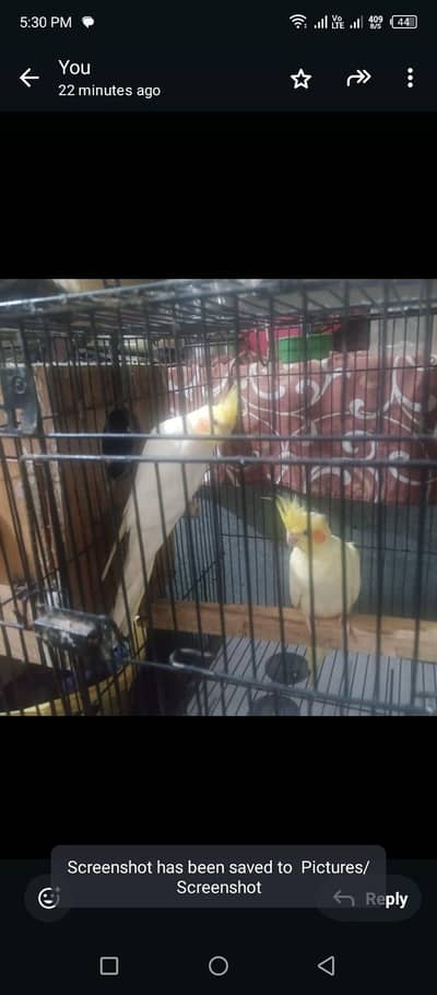 cocktail breeder pair with box, not cage