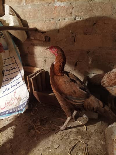 aseeli murgi ar aseel murgha