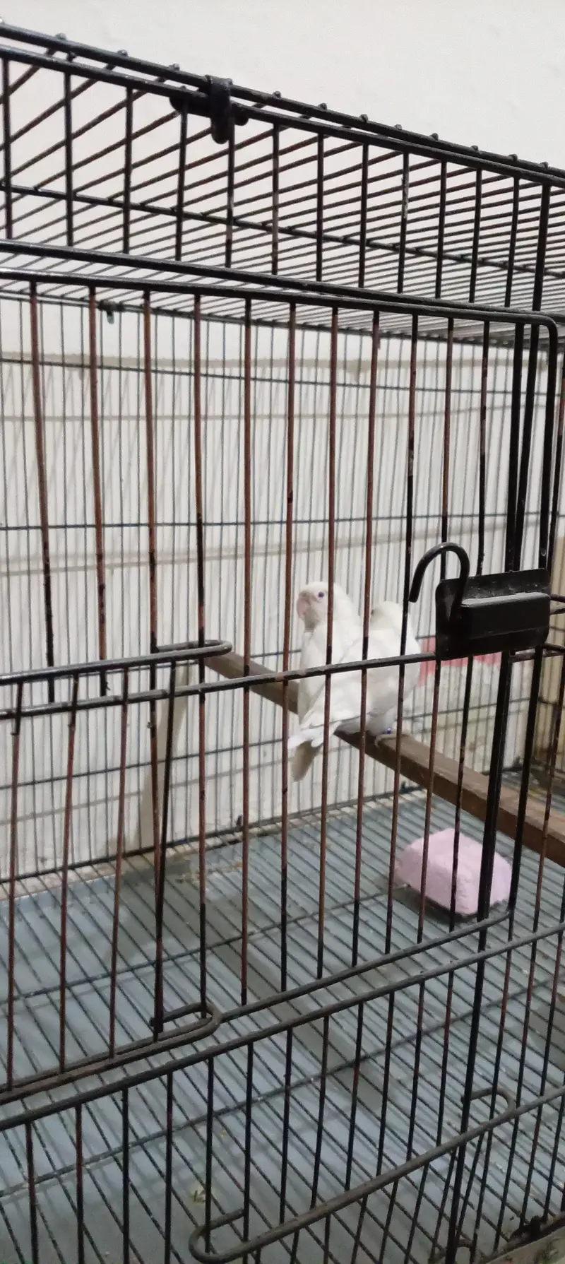 red eyes albino with cage and box