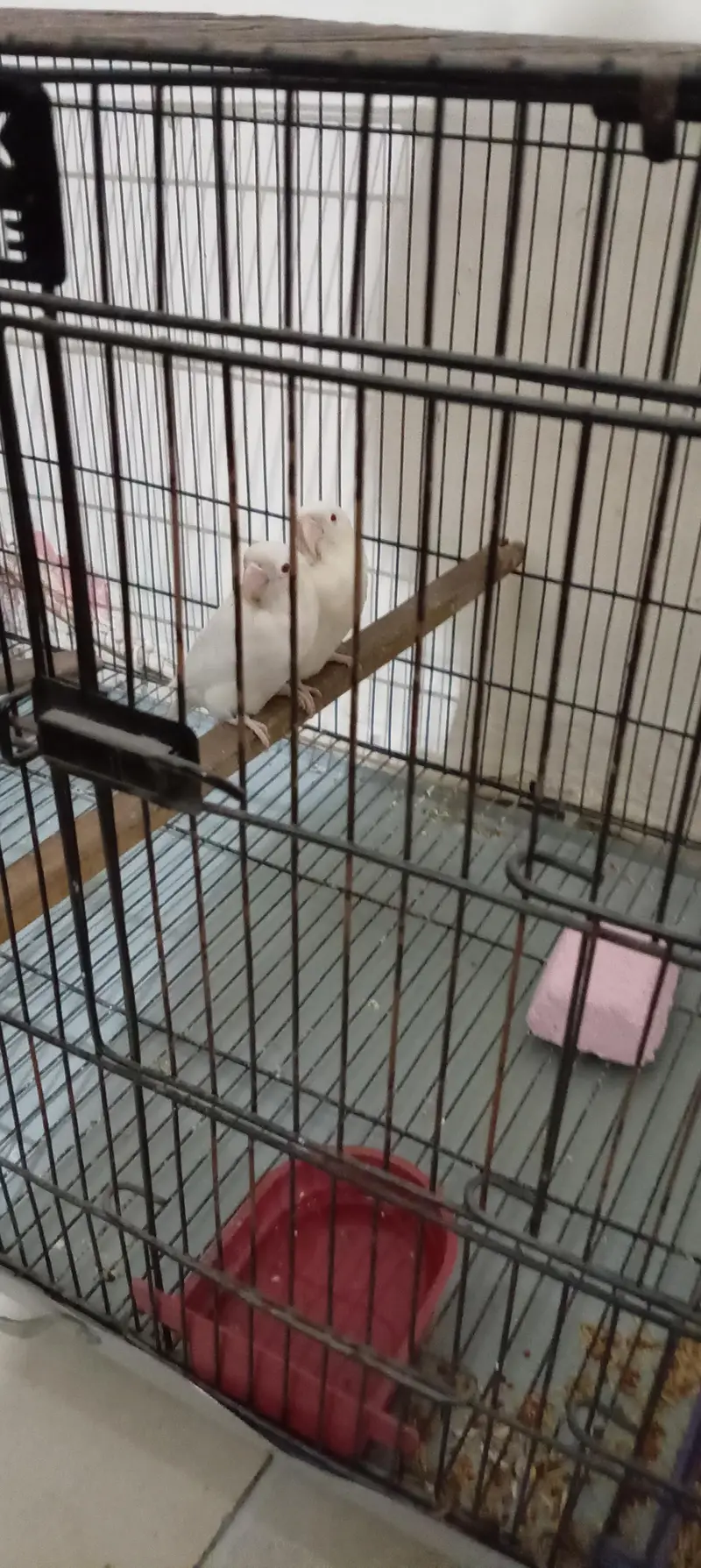 red eyes albino with cage and box — photo 2