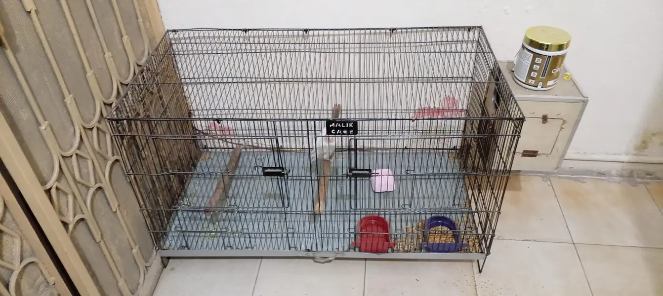 red eyes albino with cage and box — photo 3