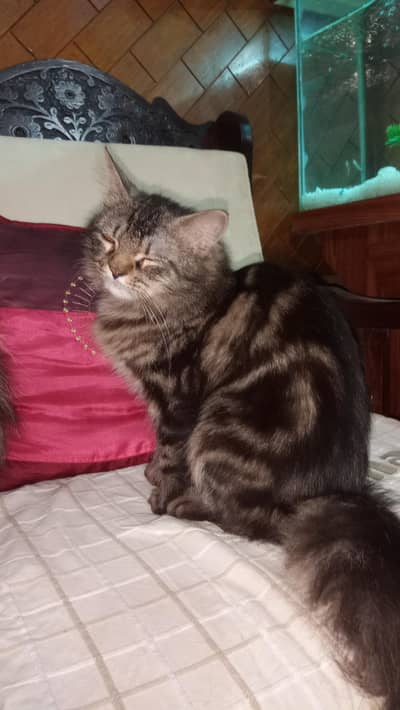 Persian kittens in different ages