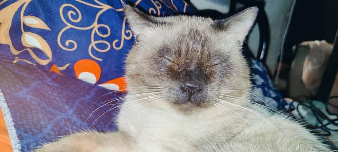 samoas cat urgent sale