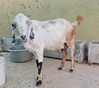 beetal nagri desi goats
