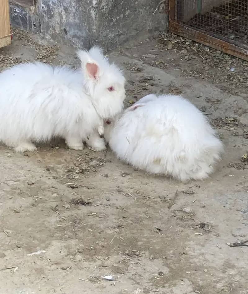 Pure imported angora pair for sale - Rabbits - 1108963111