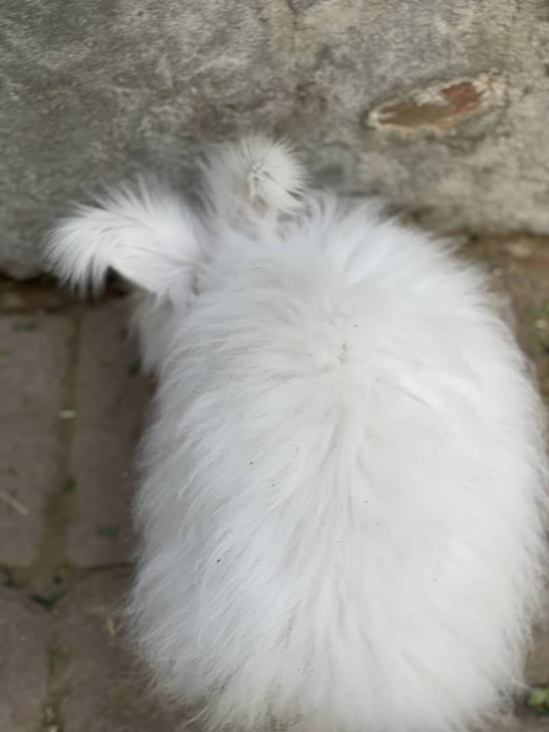 Pure imported angora pair for sale - Rabbits - 1108963111