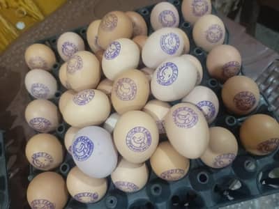 Black Australorp Fertile eggs