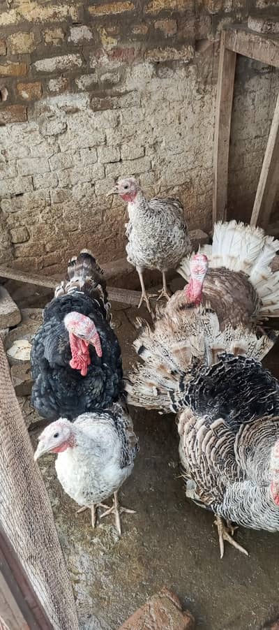 pair rate 13000 any color 03351431214