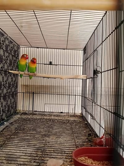 love bird pair for sale