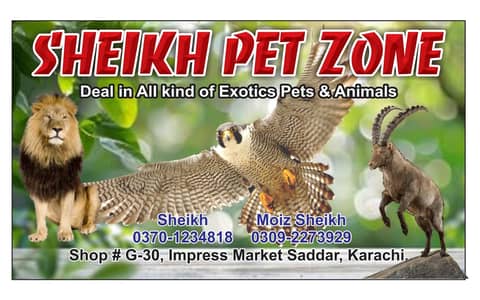 pets exhibition