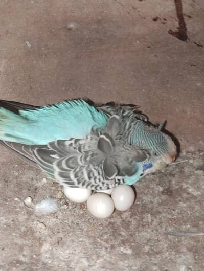 hogoromo breeder pair