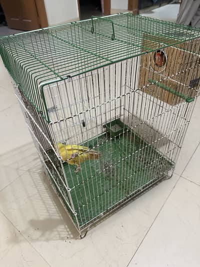 Lotino love birds with cage and hut